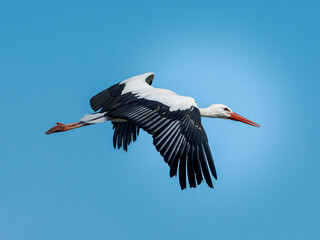 Obraz premium Cigogne blanche (Ciconia ciconia) en vol, ailes déployées sur fond de ciel bleu, grand échassier emblématique d’Europe