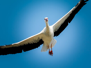 Cigogne blanche (Ciconia ciconia) en vol, ailes d&eacute;ploy&eacute;es sur fond de ciel bleu, grand &eacute;chassier embl&eacute;matique d&rsquo;Europe