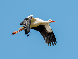 Cigogne blanche (Ciconia ciconia) en vol, ailes d&eacute;ploy&eacute;es sur fond de ciel bleu, grand &eacute;chassier embl&eacute;matique d&rsquo;Europe