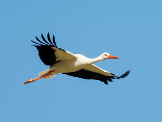 Cigogne blanche (Ciconia ciconia) en vol, ailes d&eacute;ploy&eacute;es sur fond de ciel bleu, grand &eacute;chassier embl&eacute;matique d&rsquo;Europe