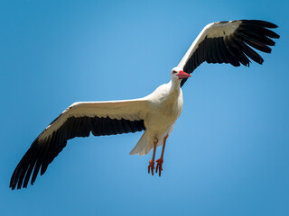 Obraz premium Cigogne blanche (Ciconia ciconia) en vol, ailes déployées sur fond de ciel bleu, grand échassier emblématique d’Europe