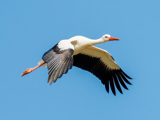 Obraz premium Cigogne blanche (Ciconia ciconia) en vol, ailes déployées sur fond de ciel bleu, grand échassier emblématique d’Europe