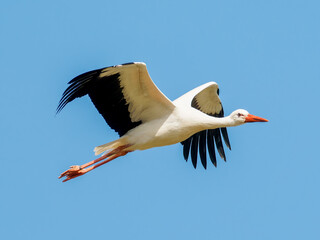Obraz premium Cigogne blanche (Ciconia ciconia) en vol, ailes déployées sur fond de ciel bleu, grand échassier emblématique d’Europe