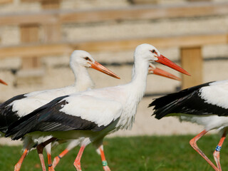 Cigognes blanches (Ciconia ciconia) nourries par un soigneur lors d&rsquo;un spectacle animalier, oiseaux en captivit&eacute; p&eacute;dagogique