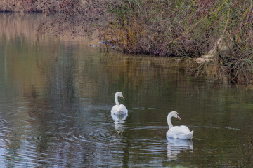 swans on the lake