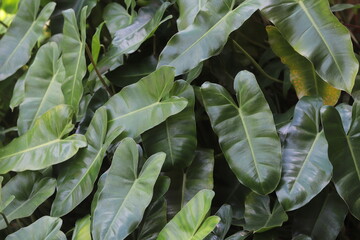 A dense cluster of lush green philodendron leaves grows in a tropical garden © Kufareesah