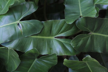 Lush green philodendron leaves overlap to create a dense tropical canopy © Kufareesah