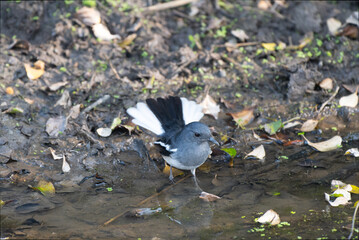 Fototapeta premium Oriental Magpie Robin