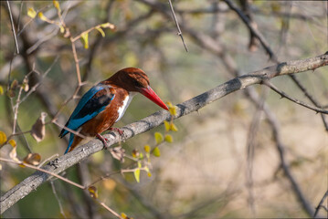 White-throated Kingfisher