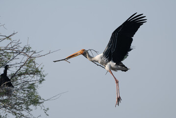Painted Stork came back to nest © 雅文 大石