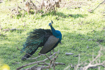 Indian Peafowl male