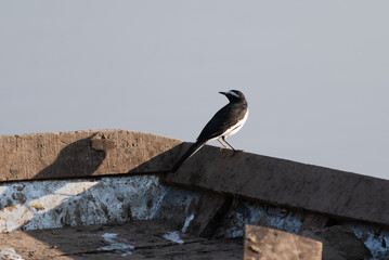 White-browed Wagtail