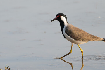 Red-wattled Lapwing