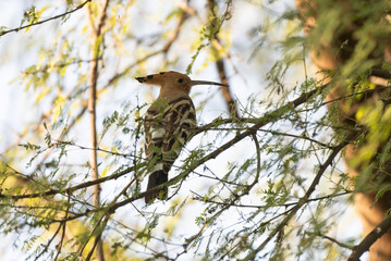 Hoopoe