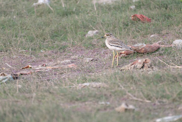 Eurasian Thick-knee