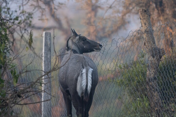 Nilgai male