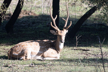 Spotted Deer male