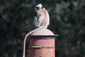 Hanuman Langur