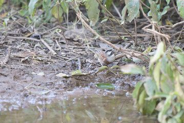 White-capped Bunting