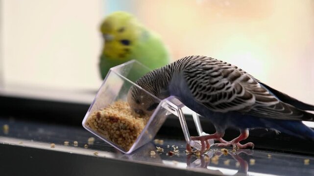 Natural light footage of two budgerigars eating from a food container on a window sill. Perfect for pet care, animal behavior, calm home lifestyle, and domestic bird stock content.