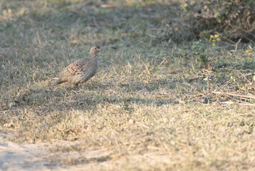 Grey Francolin