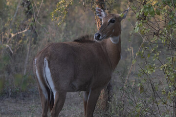 Nilgai female