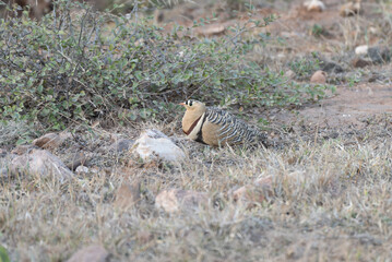 Painted Sandgrouse male