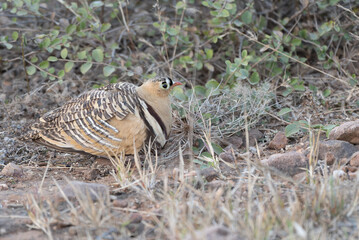 Painted Sandgrouse male