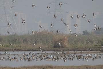 Flock of Bar-headed Geese flying