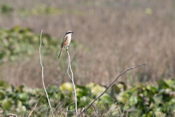 Long-tailed Shrike