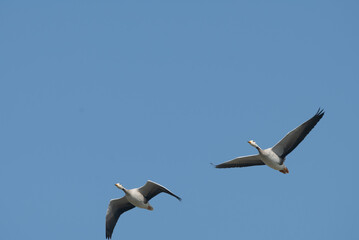 Pair of Bar-headed Geese flying