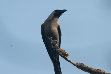 House Crow