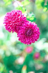 ピンクのダリア