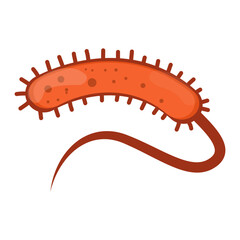 Vibrio Cholerae Illustration