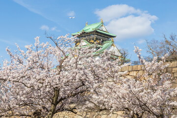 Fototapeta premium 大阪城公園の桜風景 大阪市中央公園にて