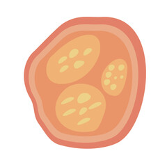 Human Parasites Coccidia Illustration. Vector Illustration of a Human Intestinal Parasites