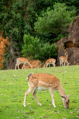 A group of deer are grazing in a grassy field. Concept of peacefulness and tranquility, as the animals are calmly eating in a natural setting