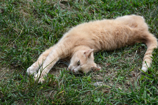 A fluffy ginger cat is lying down and stretching its front paws while relaxing on the green grass outdoors - Powered by Adobe