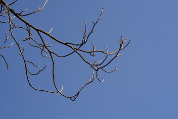 Yellow buckeye branch with buds - Latin name - Aesculus flava
