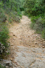 Obraz premium Winding dirt path through a lush green forest, inviting exploration and adventure in the quiet serenity of nature's embrace.