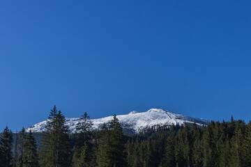 A wide shot of a snowy mountain range and ski resort slopes seen through a dense evergreen forest under a bright sun and cloudless blue sky.