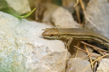 Obraz premium Closeup on a juvenile European wall lizard, Podarcis muralis basking on a stone in Gard, France