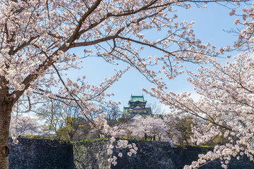 大阪城公園の桜風景　大阪市中央公園にて