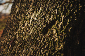 Throckley UK: 12th Nov 2025: The texture of tree bark in autumn. Branches overhead show signs of seasonal change with leaves starting to fall