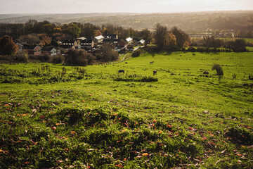 Throckley UK: 12th Nov 2025: Horses graze on green fields in Throckley as houses are visible in the distance. The sun sets, casting warm light over the autumn landscape with trees scattered around