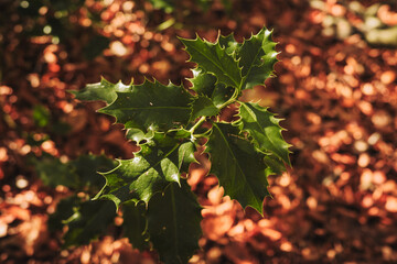 Throckley UK: 12th Nov 2025: Green holly leaves on a tree surrounded by fallen autumn leaves in a forest setting during daylight