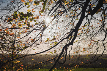 Throckley UK: 12th Nov 2025: Branches stretch towards the blue sky in a forest during the late autumn season showcasing bare trees and clear weather