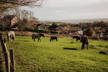 Throckley UK: 12th Nov 2025: Horses graze on green fields in Throckley as houses are visible in the distance. The sun sets, casting warm light over the autumn landscape with trees scattered around