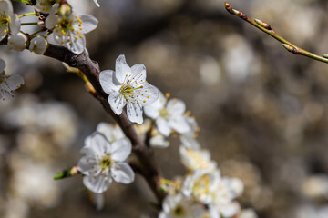 Obraz premium Spring blossom of Prunus cerasifera showcasing delicate white flowers amid vibrant branches in a natural setting