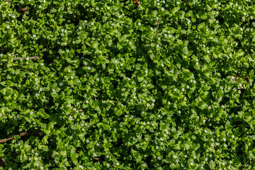 Obraz premium Vibrant growth of Stellaria media displaying delicate white flowers in a lush green field during the spring season